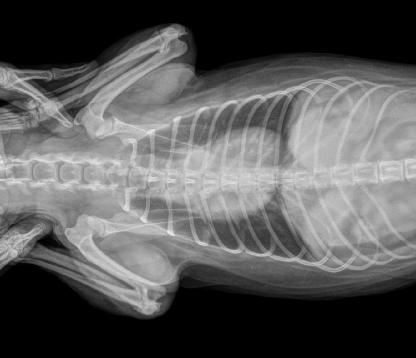 Radiología Veterinaria